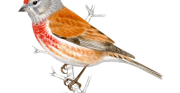 Identificador de aves de SEO Bird Life