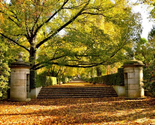 Patrimonio verde urbano: el Real Jardín Botánico en otoño