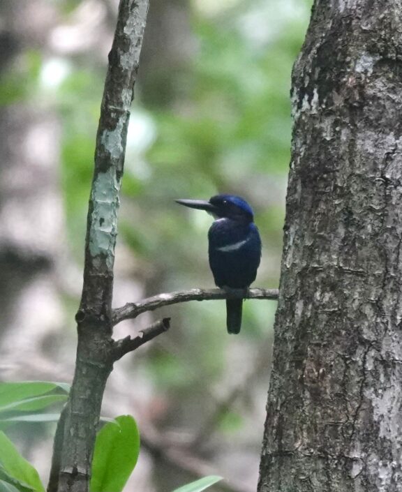 Todirhamphus nigrocyaneus (Blue-black Kingfisher), un martín pescador raro y endémico de Papúa occidental que documentamos en Batanta nuestro último día!