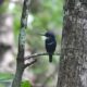 Todirhamphus nigrocyaneus (Blue-black Kingfisher), un martín pescador raro y endémico de Papúa occidental que documentamos en Batanta nuestro último día!