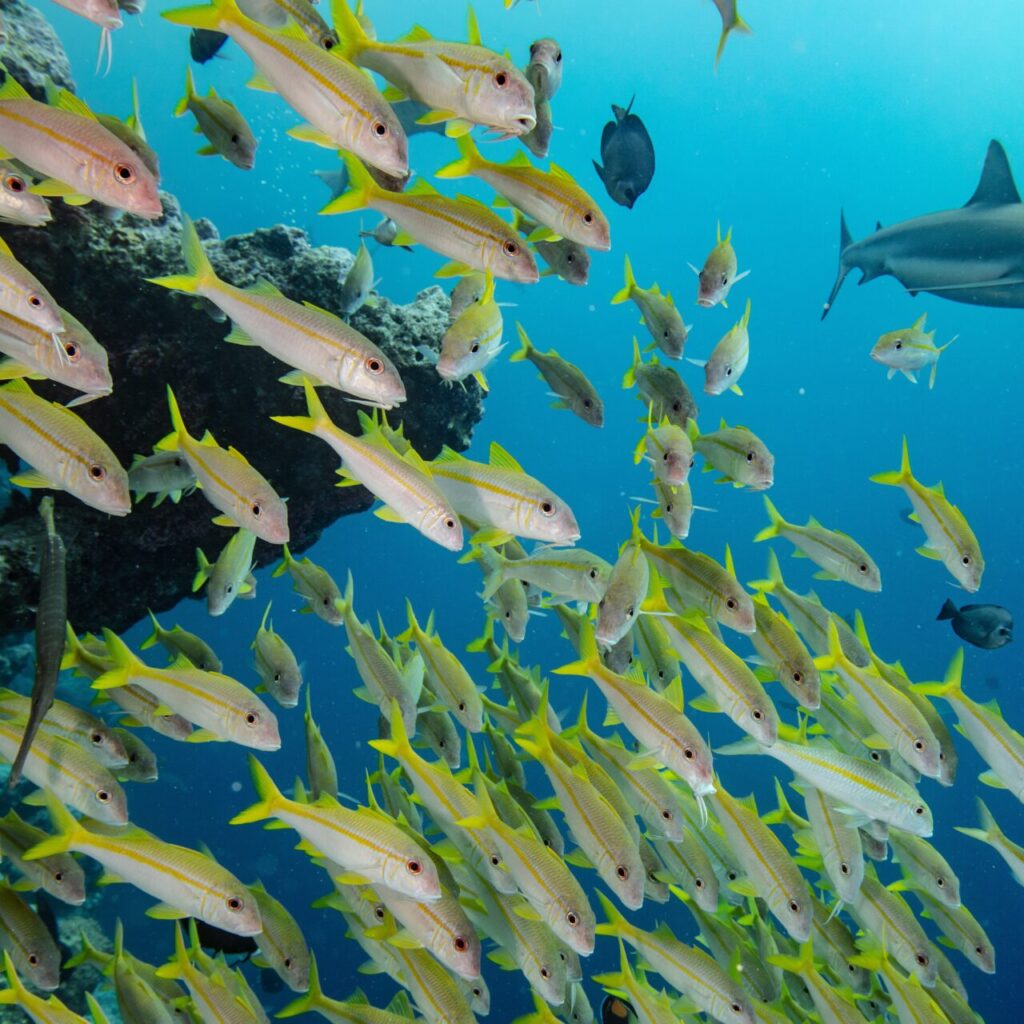 pristine seas (c) Enric Sala